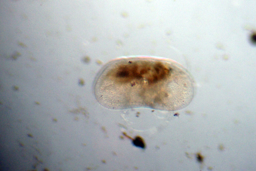 Ostracodi poco seri